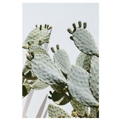 Opuntia Cactus Poster