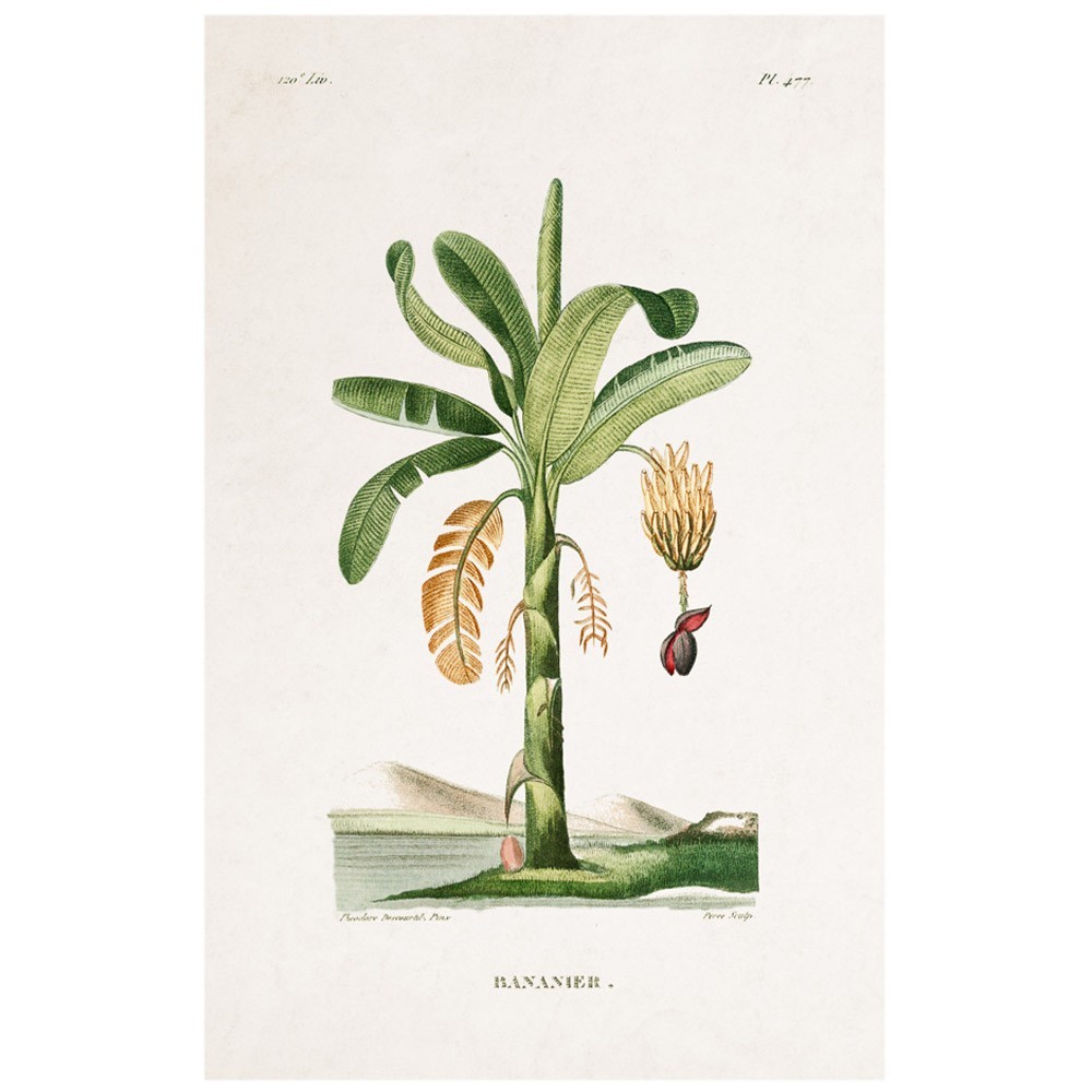 Planche Botanique - Bananier poster David & David Studio
