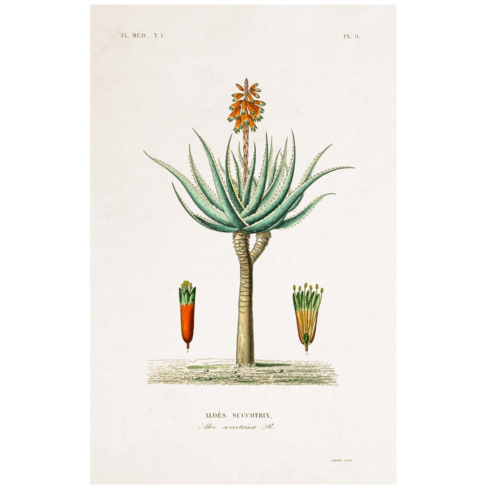 Affiche Planche Botanique - Aloe David & David Studio