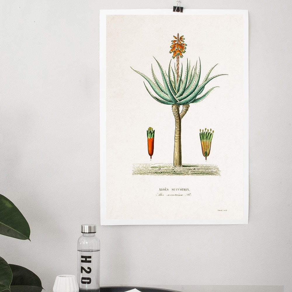 Planche Botanique - Aloe poster David & David Studio