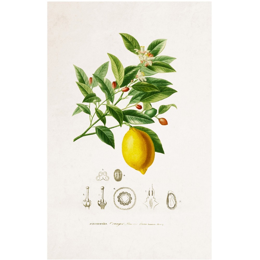 Botanische plankposter - citroen David & David Studio