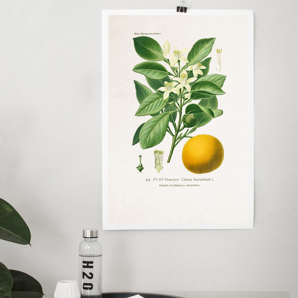 Planche Botanique - Oranger poster David & David Studio