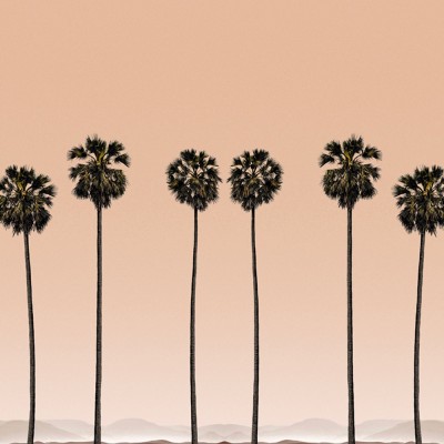 Palm trees wallpaper Edito Paris 2