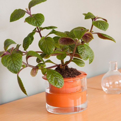 Olla con reserva de agua Wet Pot S Wet Pot