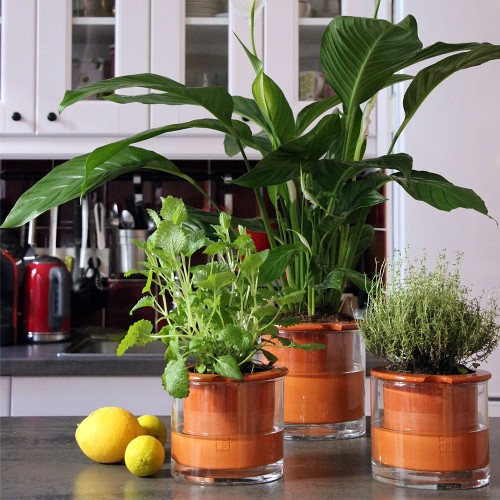 Olla con reserva de agua Wet Pot M Wet Pot