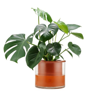 Olla con reserva de agua Wet Pot L Wet Pot 2