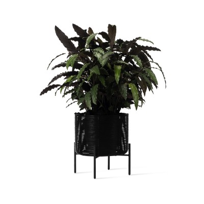 Blumentopf Ivo M Vincent Sheppard 2